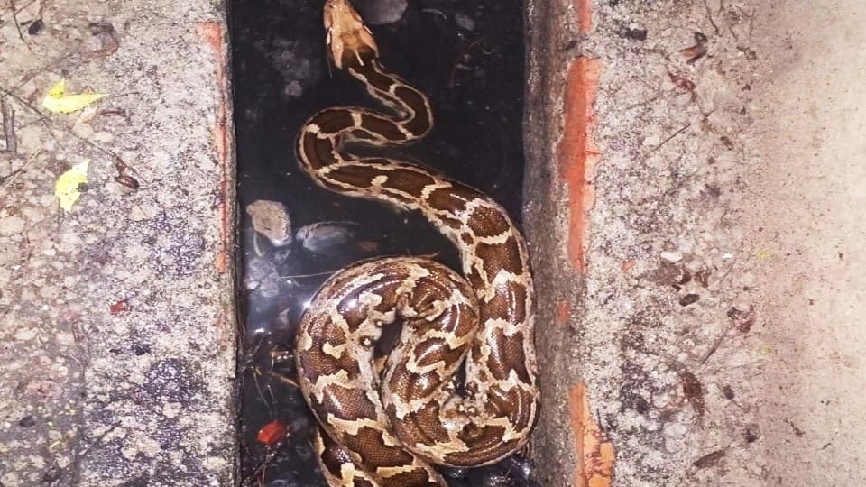 Eight feet long python found in e-rickshaw near Taj Mahal