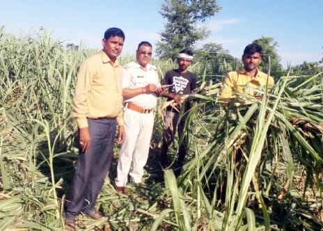 Elephants trample 80 bighas of paddy and sugarcane