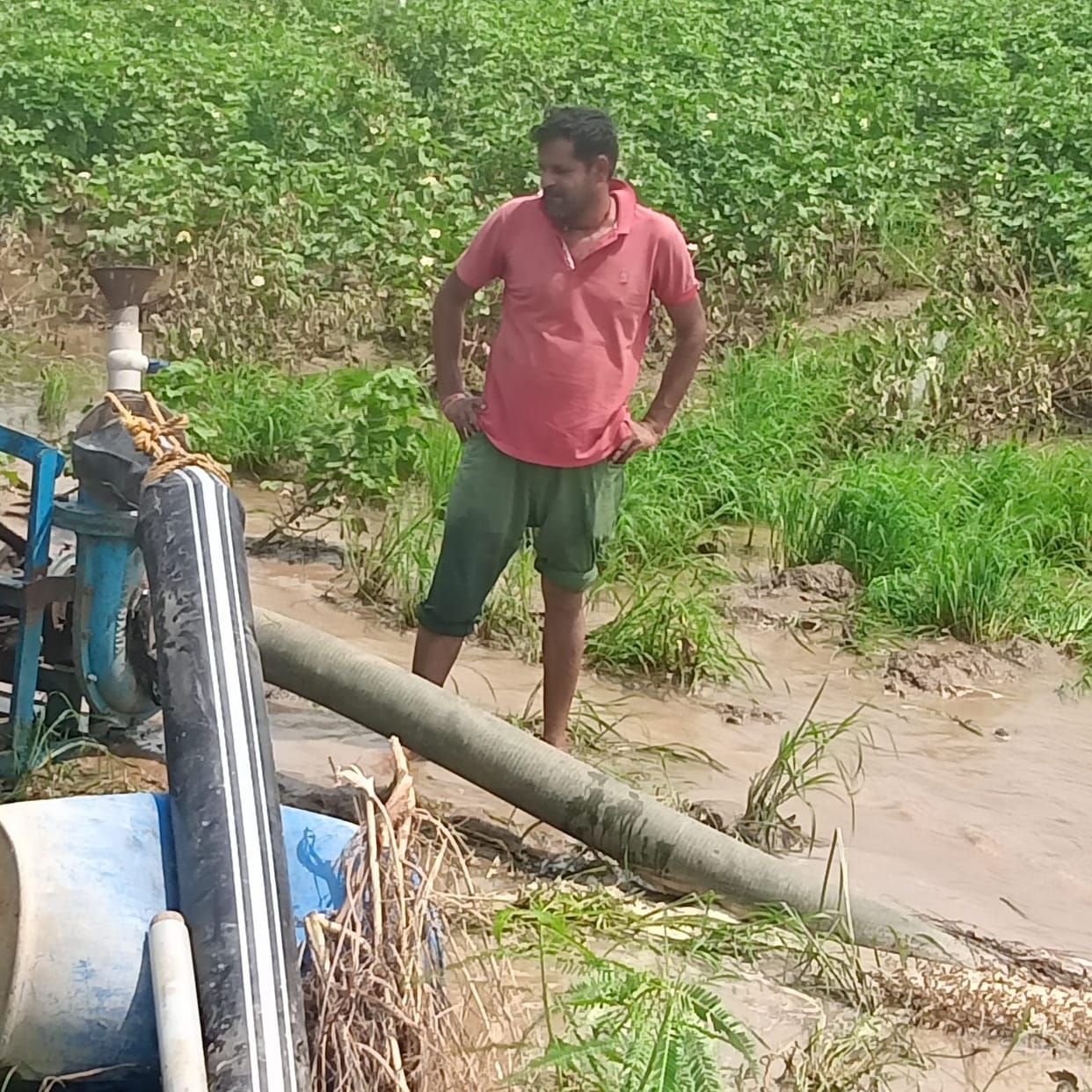 Heavy damage to crops in 10 villages of Ding Road area due to accumulation of water in the fields
