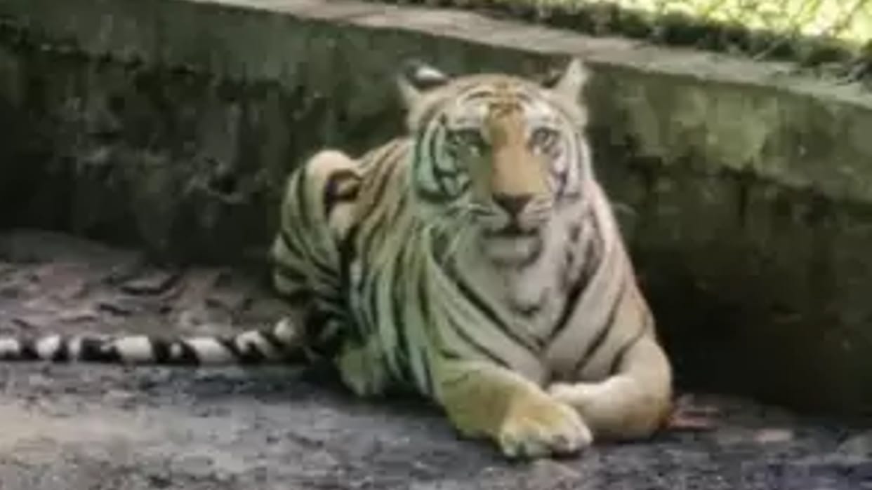 MP ka Tiger: Tiger 'Pancham' of MP will roar in Ambani's private zoo, sent from Bhopal to Jamnagar