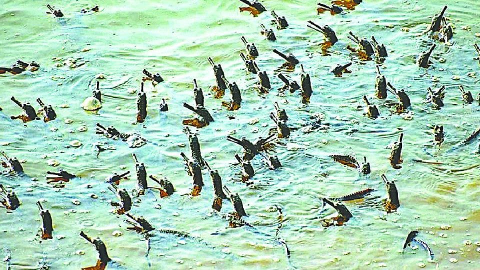 Little Alligators returns in Chambal river after flood
