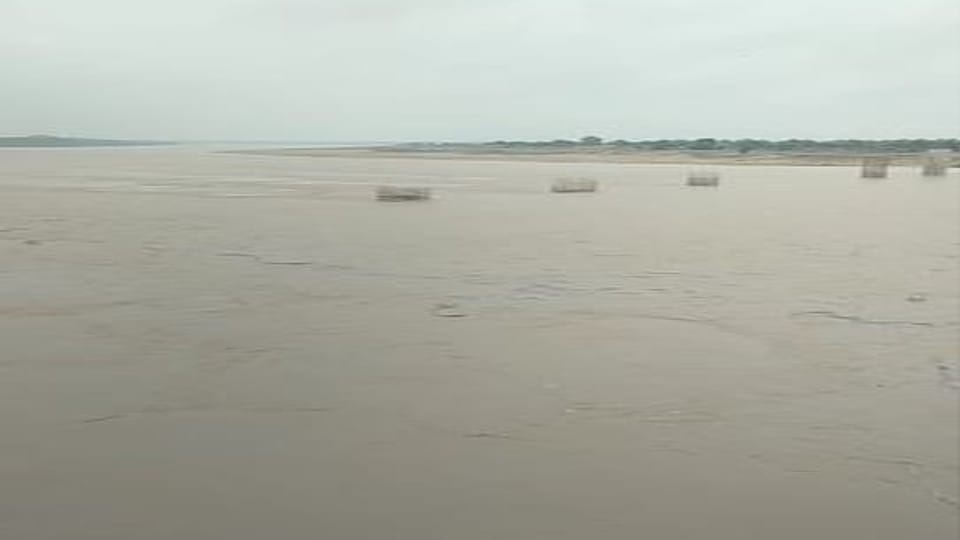 danger to the little alligators due to the Chambal river water level rising