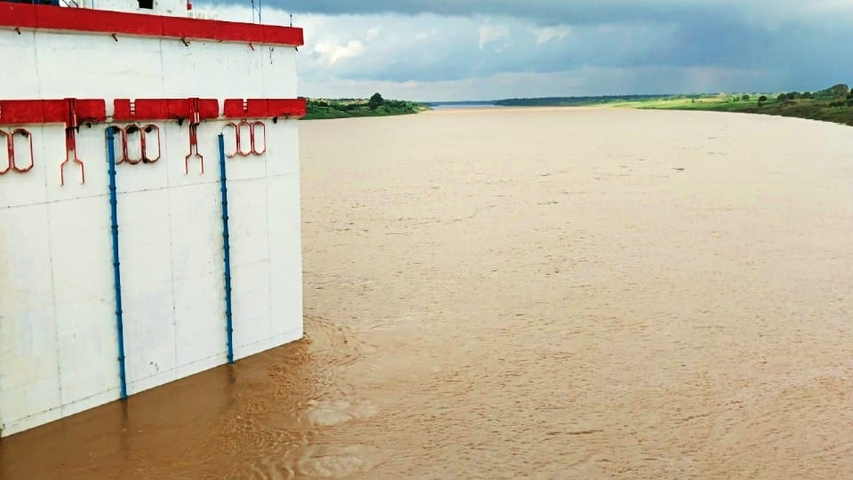 danger to the little alligators due to the Chambal river water level rising