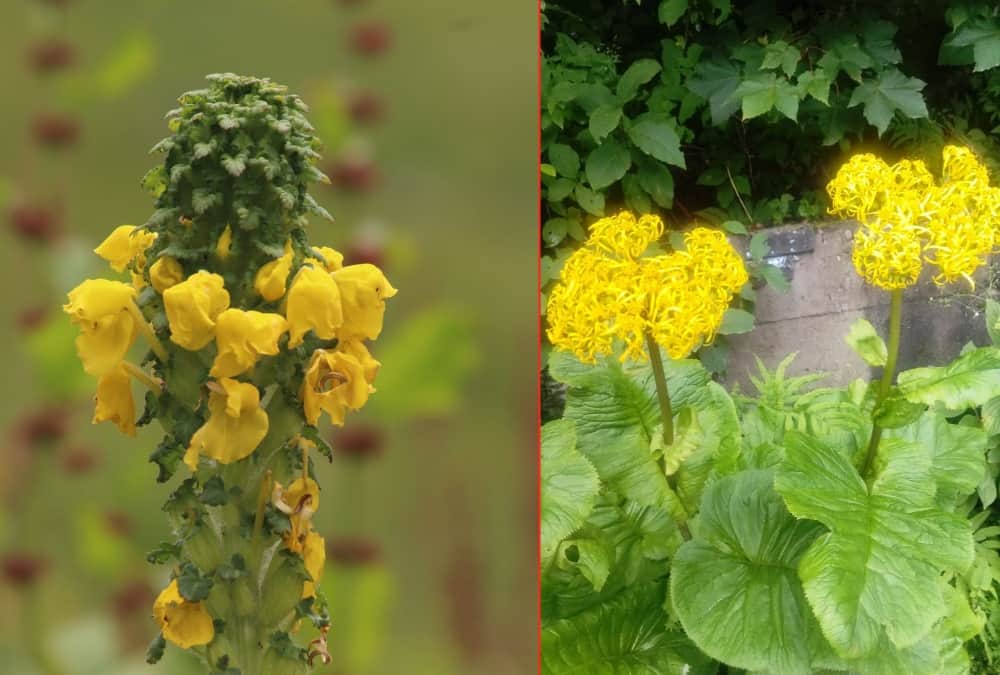 Uttarakhand news: pedicularis Flower Bloom in Valley of Flowers See Amazing Photos