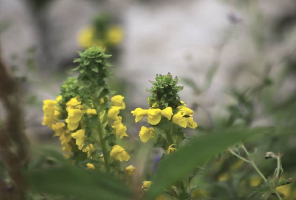 Uttarakhand news: pedicularis Flower Bloom in Valley of Flowers See Amazing Photos