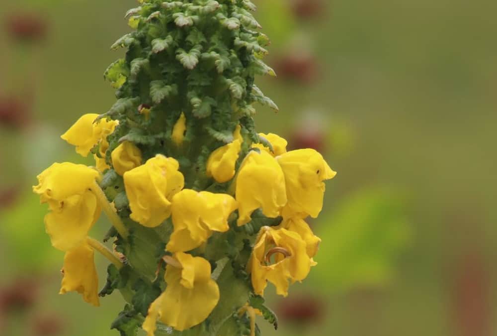 Chamoli Valley of flowers closed Today for tourists record tourists came Uttarakhand news in hindi