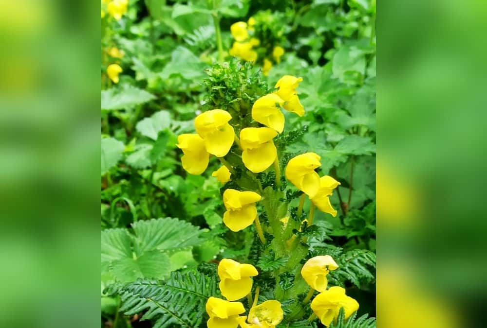 Uttarakhand news: pedicularis Flower Bloom in Valley of Flowers See Amazing Photos