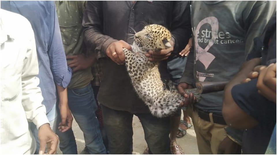 Panthers cub found in Rajsamand people handed over to forest department