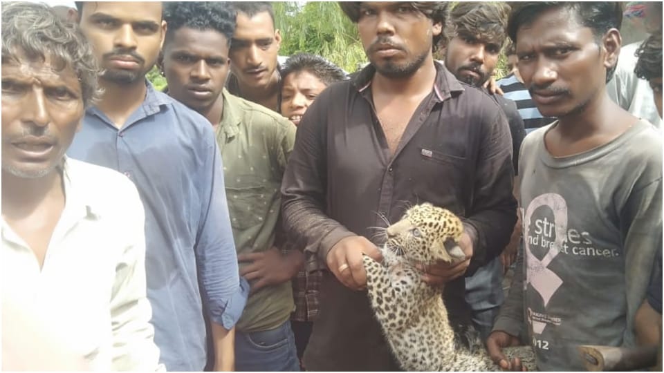 Panthers cub found in Rajsamand people handed over to forest department