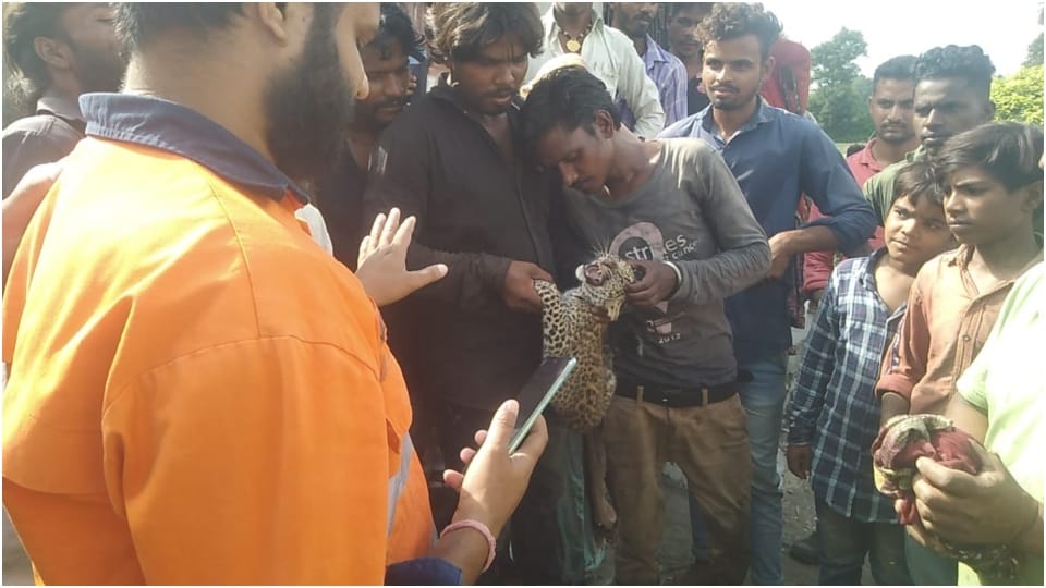 Panthers cub found in Rajsamand people handed over to forest department