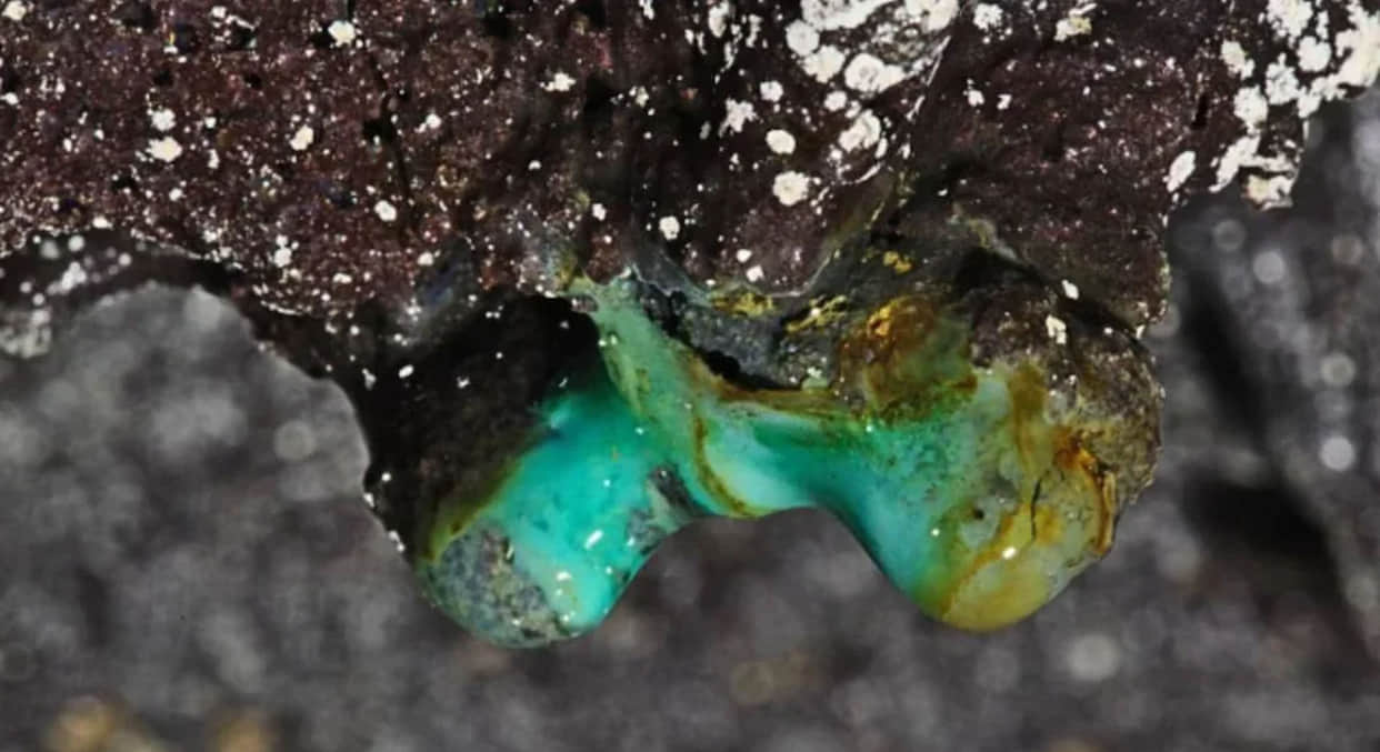 Ajab Gajab mysterious life forms discovered in old lava caves Hawaii scientist socked