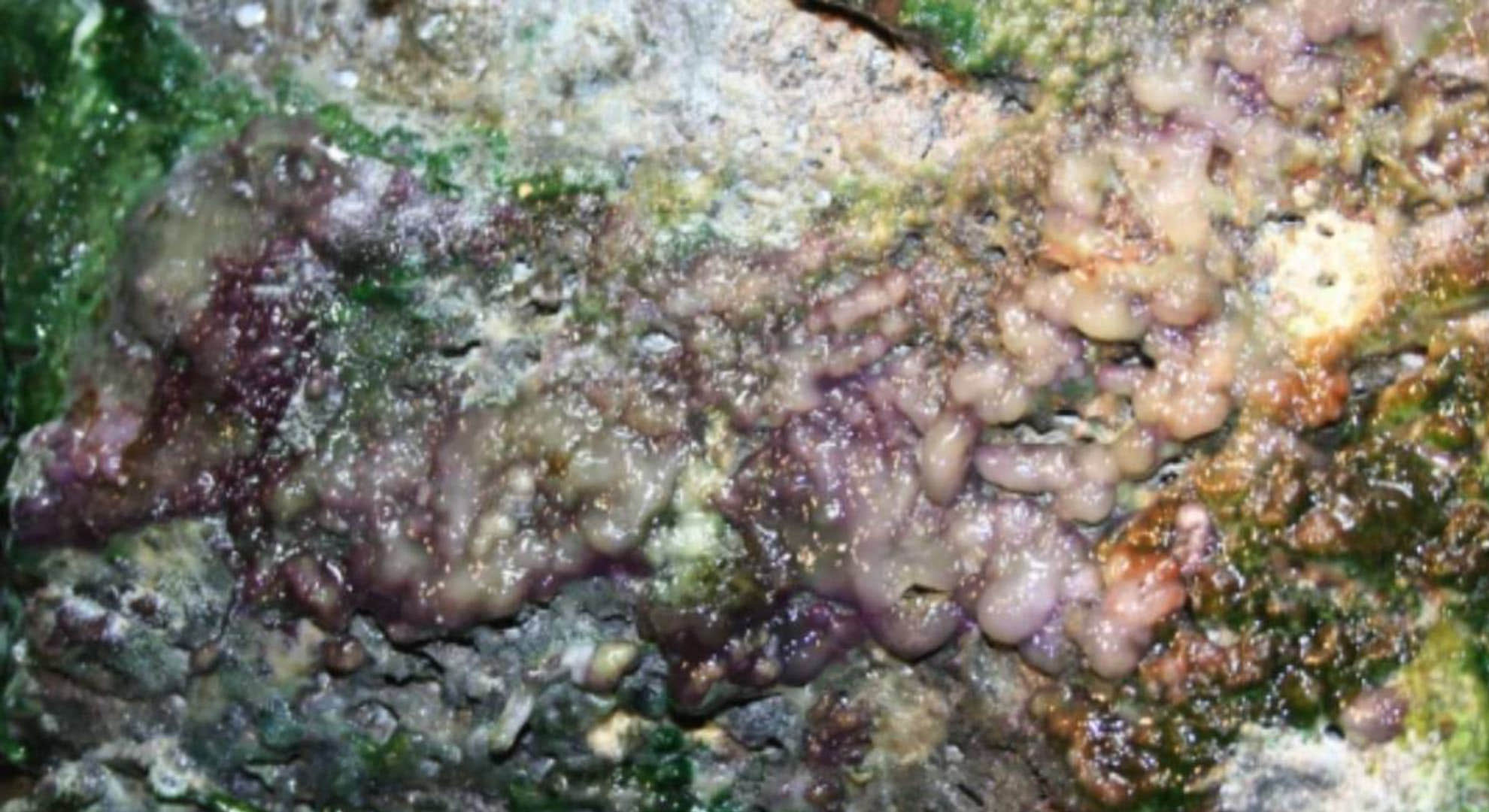 Ajab Gajab mysterious life forms discovered in old lava caves Hawaii scientist socked