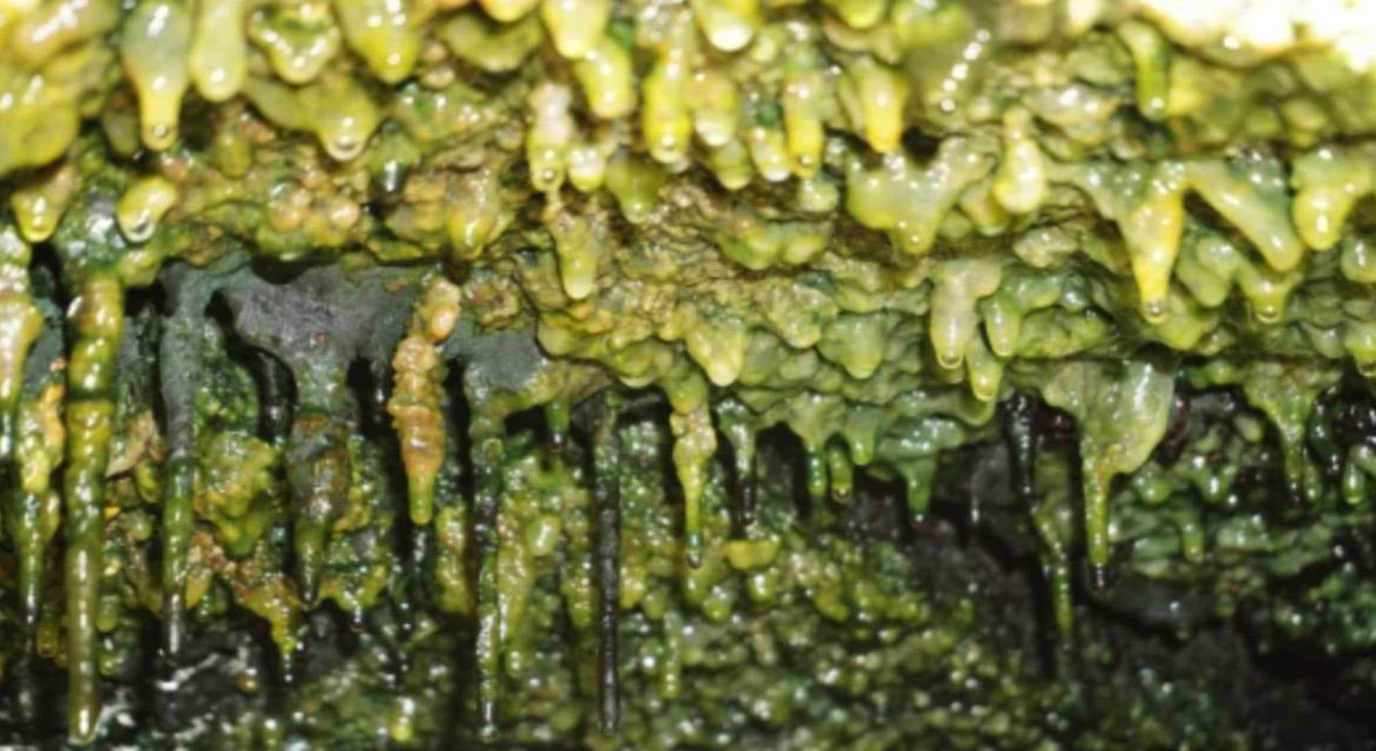 Ajab Gajab mysterious life forms discovered in old lava caves Hawaii scientist socked