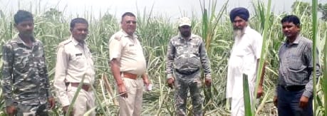 Elephants trampled 50 acres of sugarcane in Bela Kalan