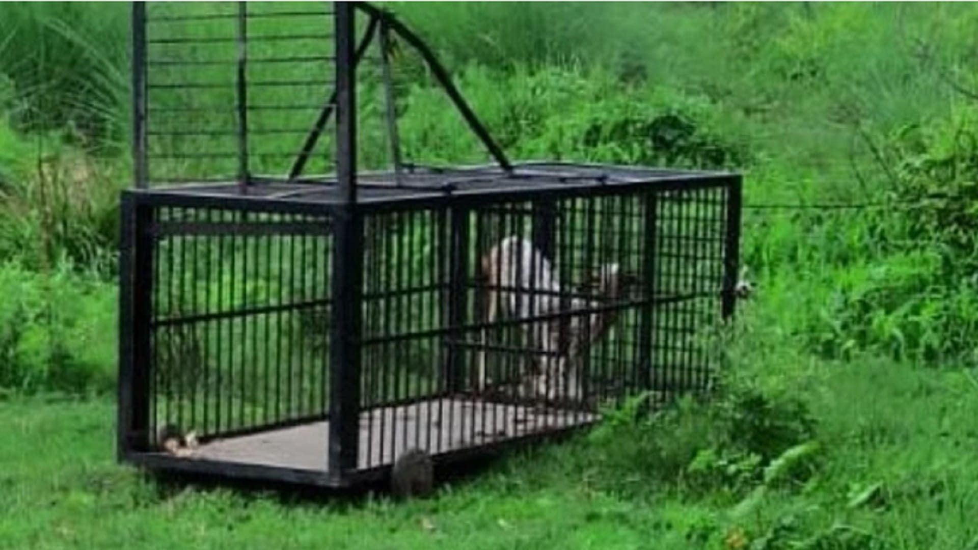 Forest department set up cage to catch leopard