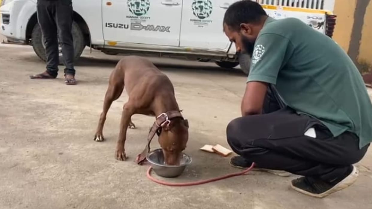 Pitbull brownie who killed her malkin will be handed over to owner's ralative.