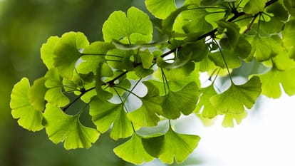 Ginkgo biloba plant is effective in heart attack brain hemorrhage