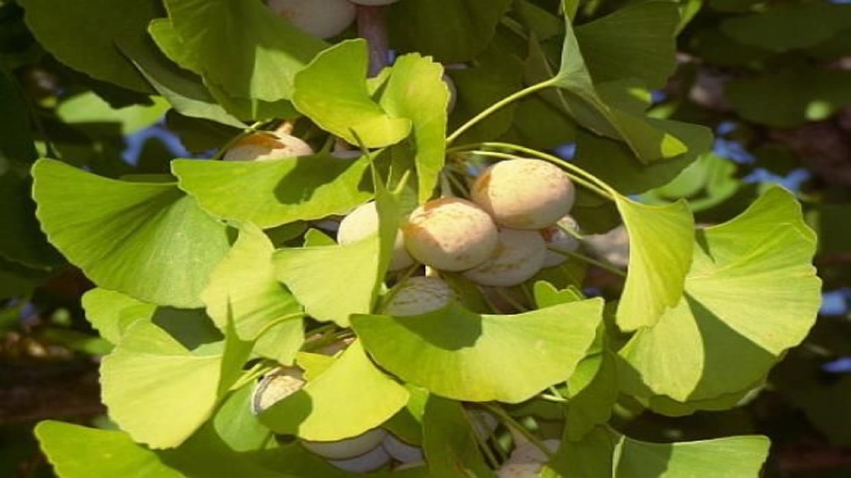 Ginkgo biloba plant is effective in heart attack brain hemorrhage