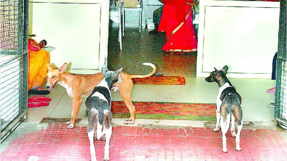 Stray dogs roaming in the wards and OPD of SN Medical College Agra