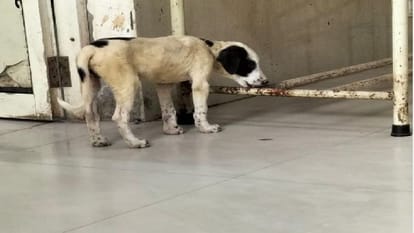 Stray dogs roaming in the wards and OPD of SN Medical College Agra