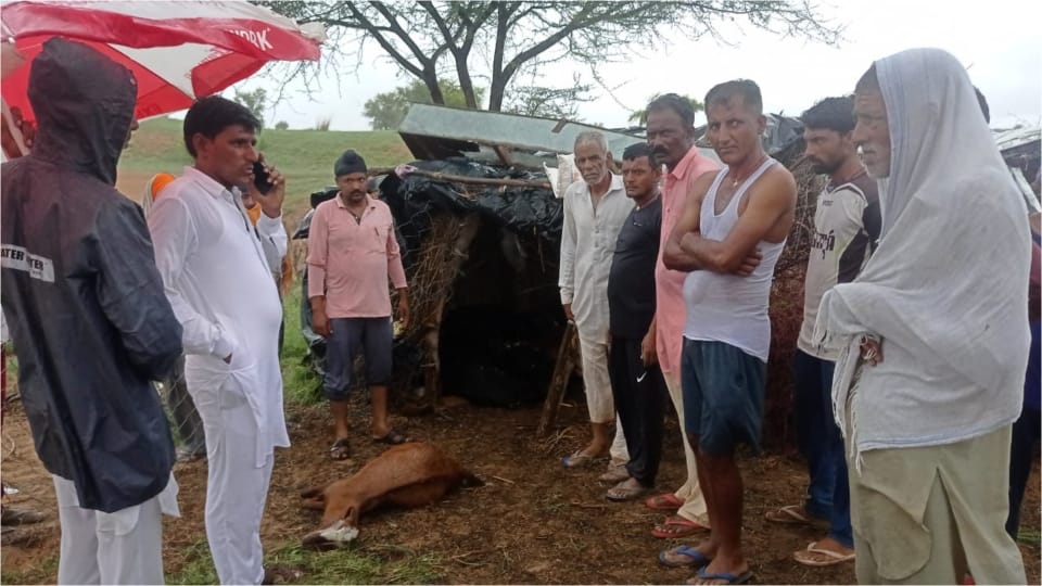 Rajasthan News Lightning fell in Churu 40 goats died