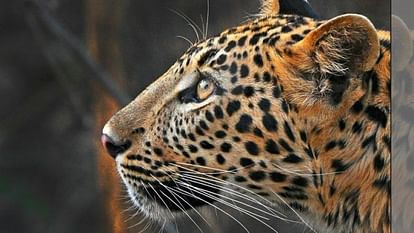 leopard sign picture