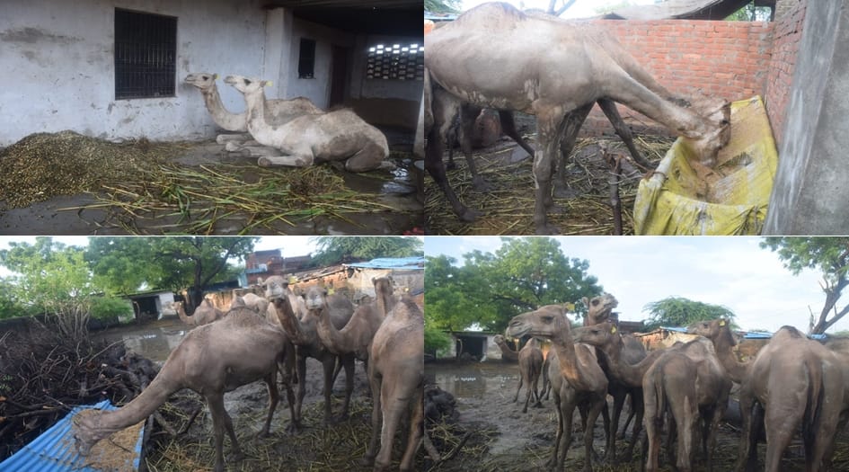 15 camels locked in yard for a month two are in critical condition in varanasi
