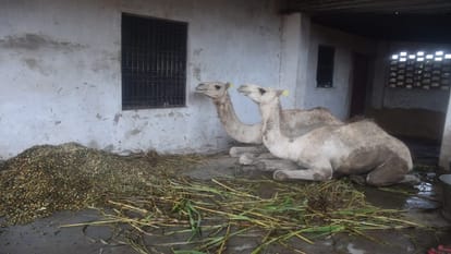 First smuggling then court and now lack of transport expenses how will 12 camel go to Rajasthan