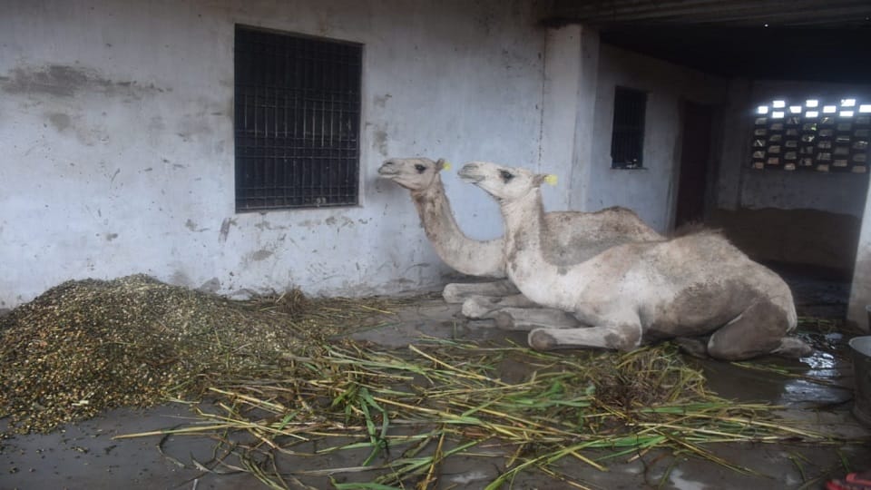 15 camels locked in yard for a month two are in critical condition in varanasi