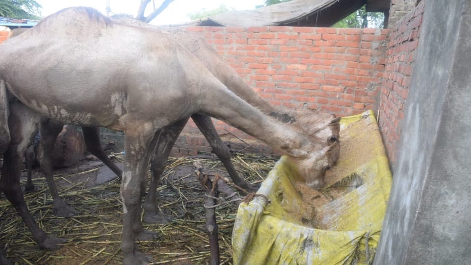 15 camels locked in yard for a month two are in critical condition in varanasi