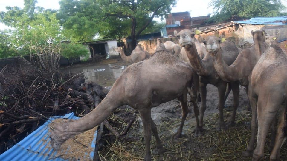 15 camels locked in yard for a month two are in critical condition in varanasi