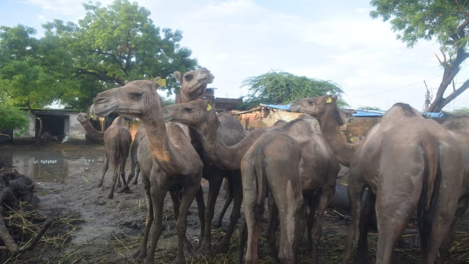 15 camels locked in yard for a month two are in critical condition in varanasi