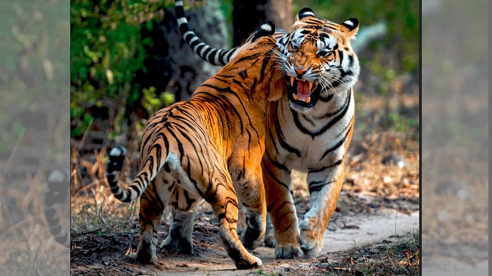 International Tiger Day: Madhya Pradesh India's 'Wildlife Hotspot' With Most Tigers, 6 Tiger Reserves Are Here