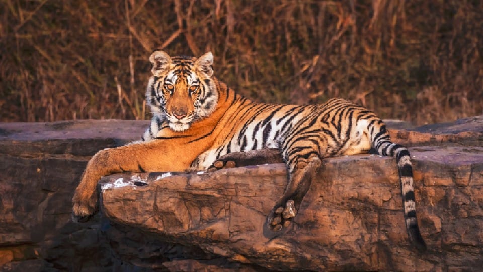 International Tiger Day: Madhya Pradesh India's 'Wildlife Hotspot' With Most Tigers, 6 Tiger Reserves Are Here
