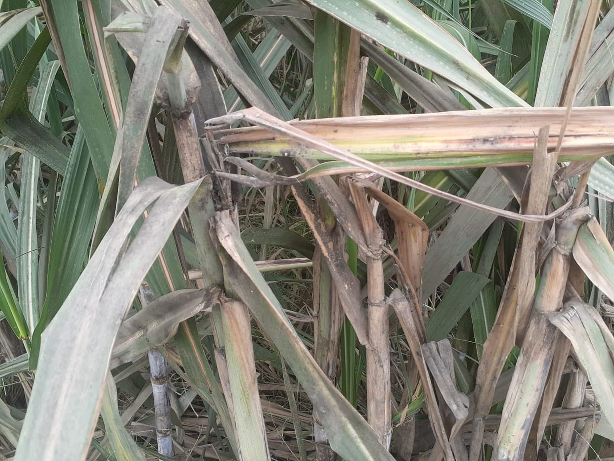 Pokka Boeing outbreak on sugarcane, 25% crop affected
