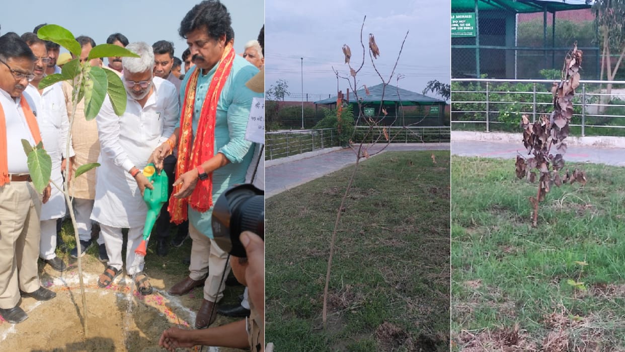 Gorakhpur News : VVIP plants dried up in zoo within a month