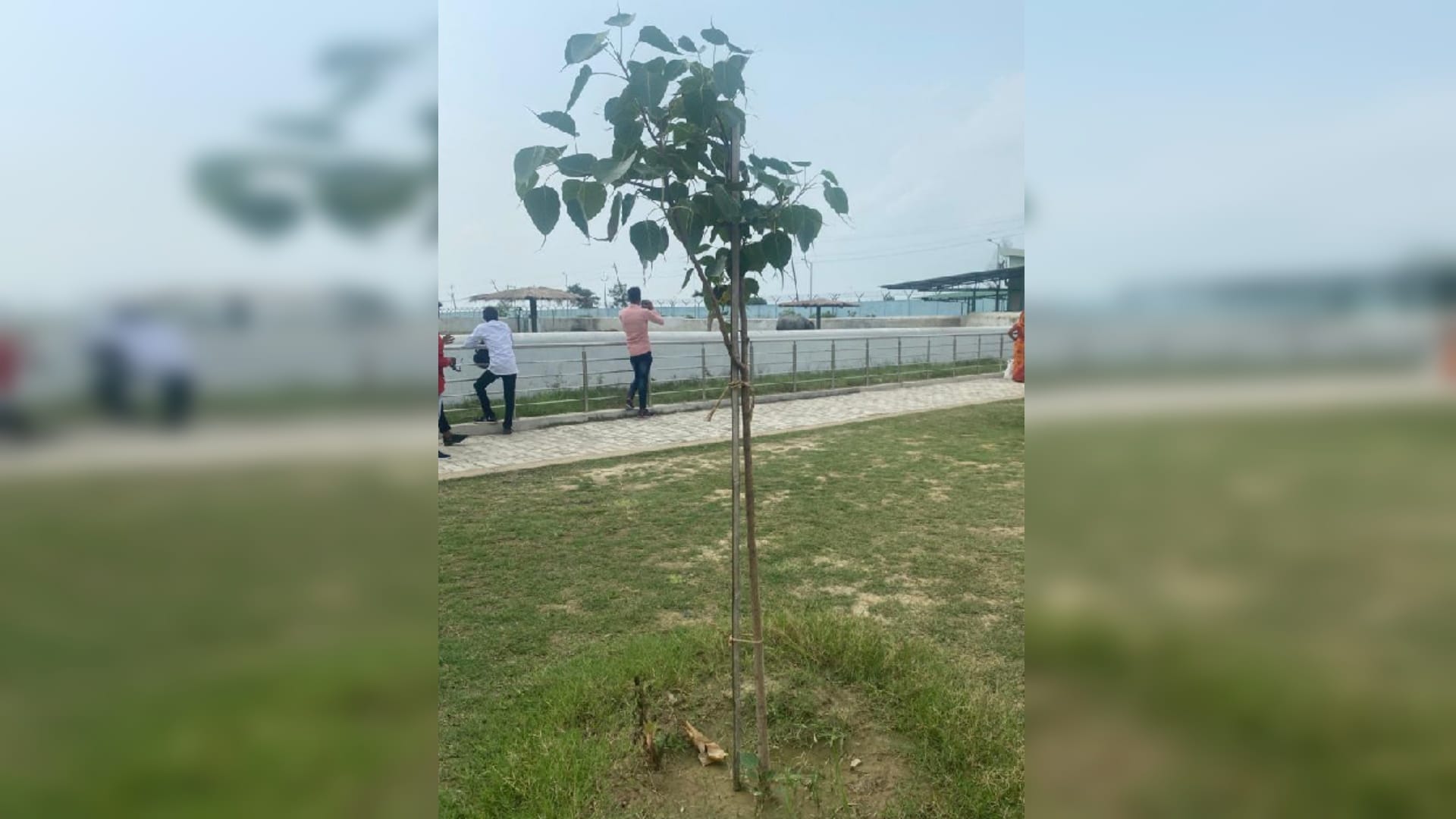 Gorakhpur News : VVIP plants dried up in zoo within a month