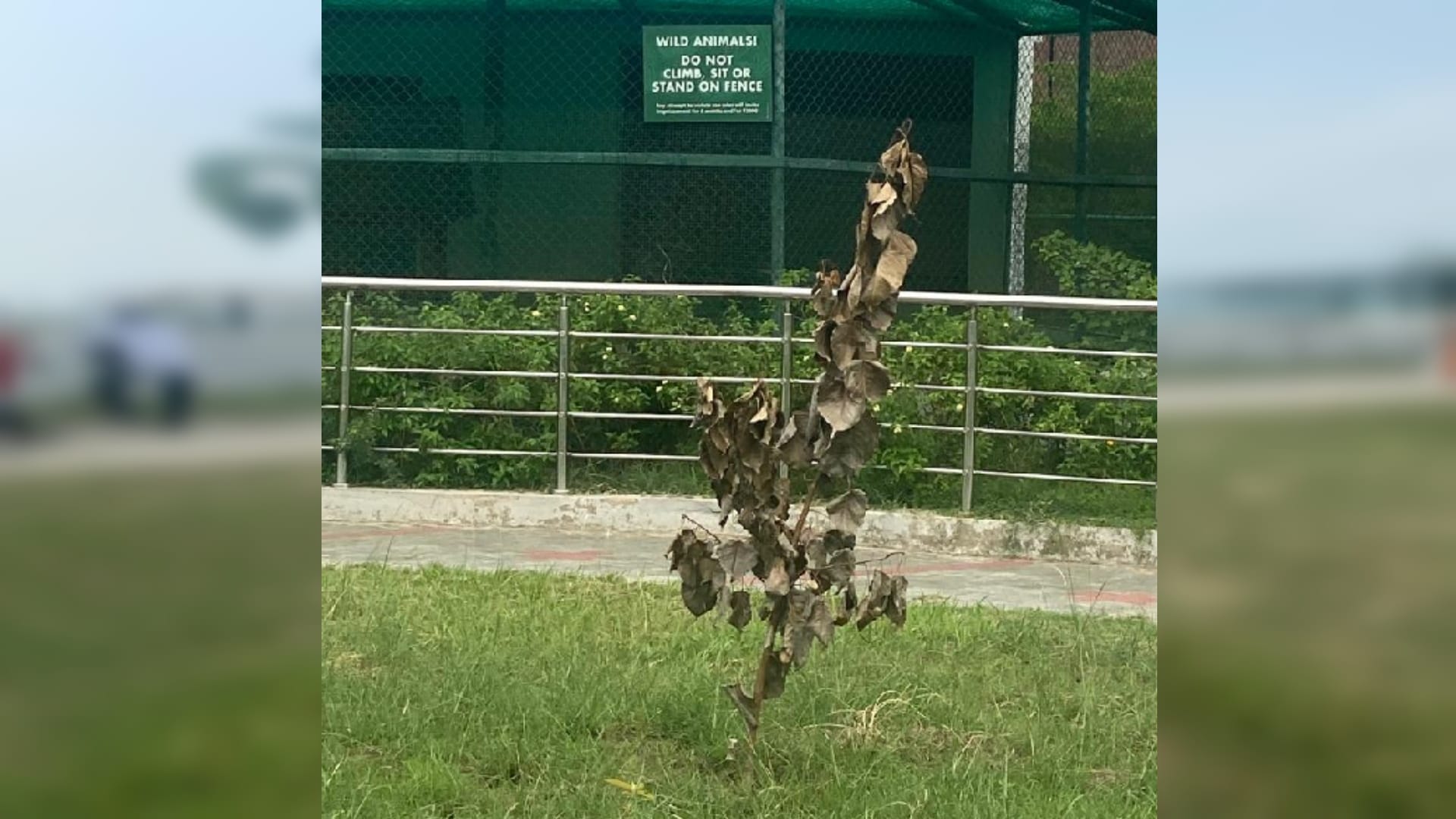 Gorakhpur News : VVIP plants dried up in zoo within a month