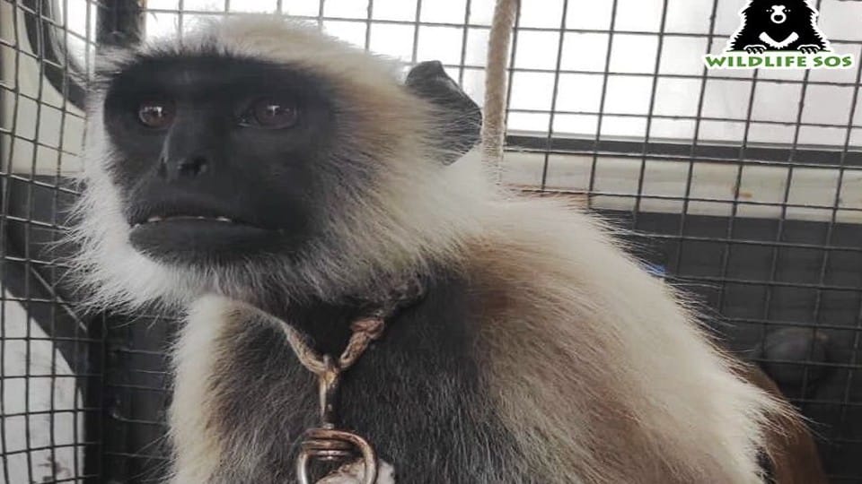 child died of langur kept in the house illegally in Agra