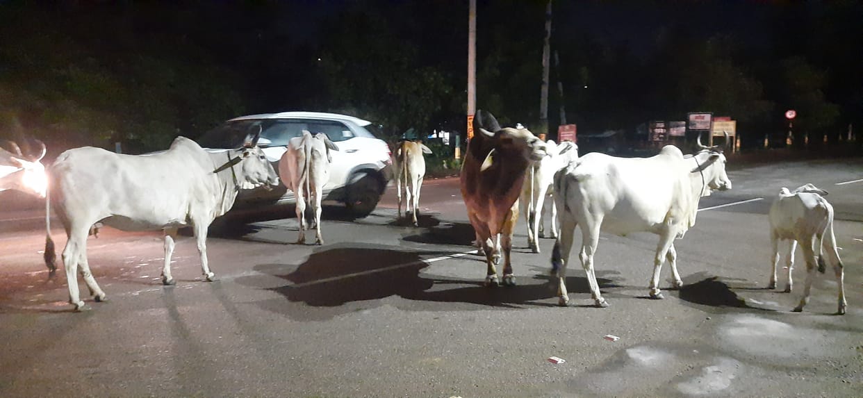As soon as it gets dark, the destitute cows take over the streets of the city