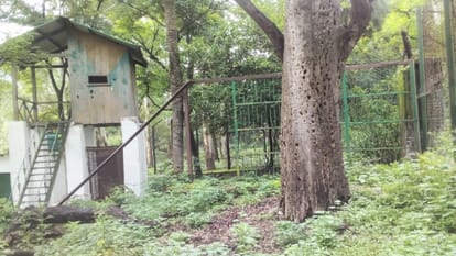 Roar of Bengal Tiger will echo in Shri Renukaji Mini Zoo, construction of enclosure with Rs 1.50 crore