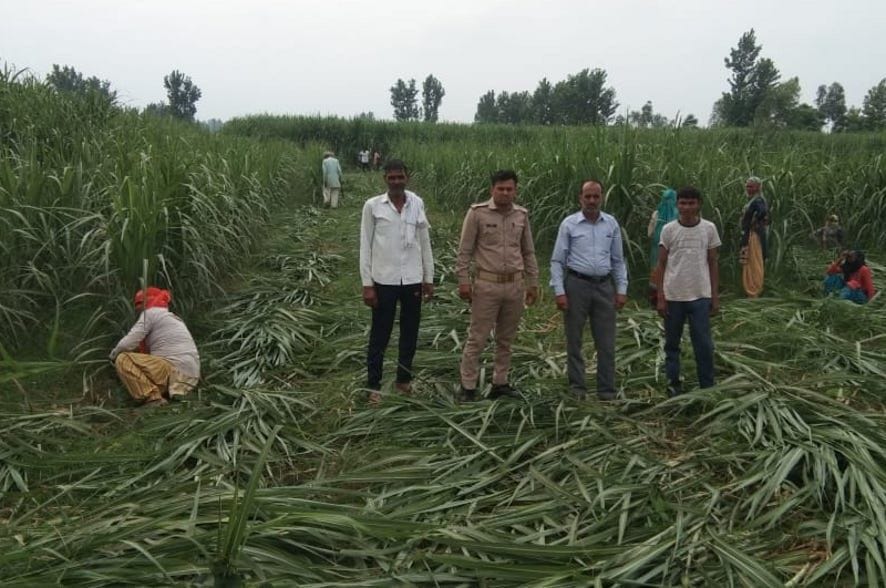 Freed the land of Gram Panchayat by cutting the crop