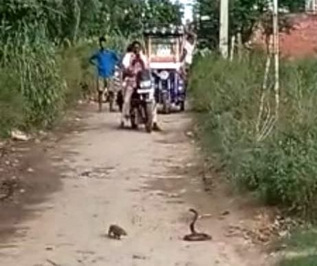 The passersby were stunned to see the fight between the snake and the mongoose