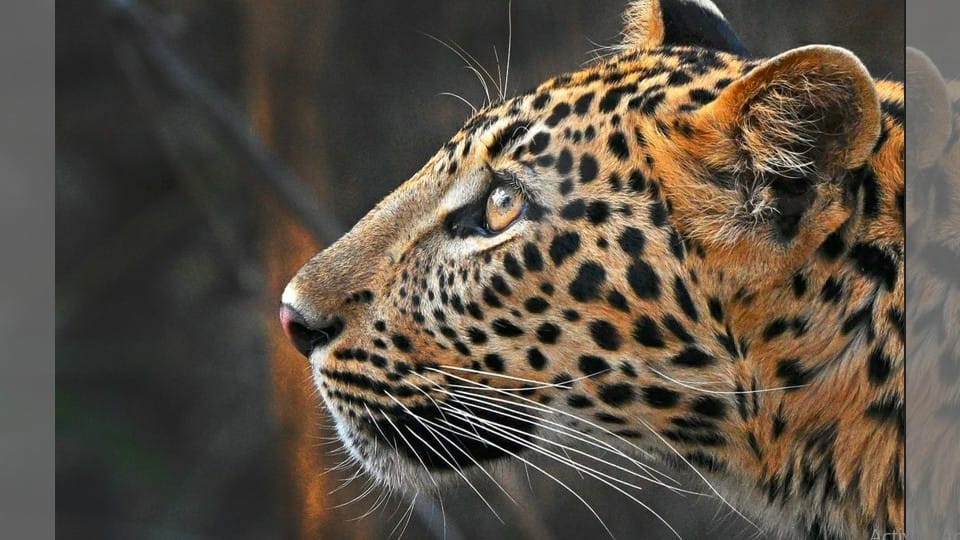 Jharkhand Forest department given conditional permission to kill a leopard who claimed lives of four persons