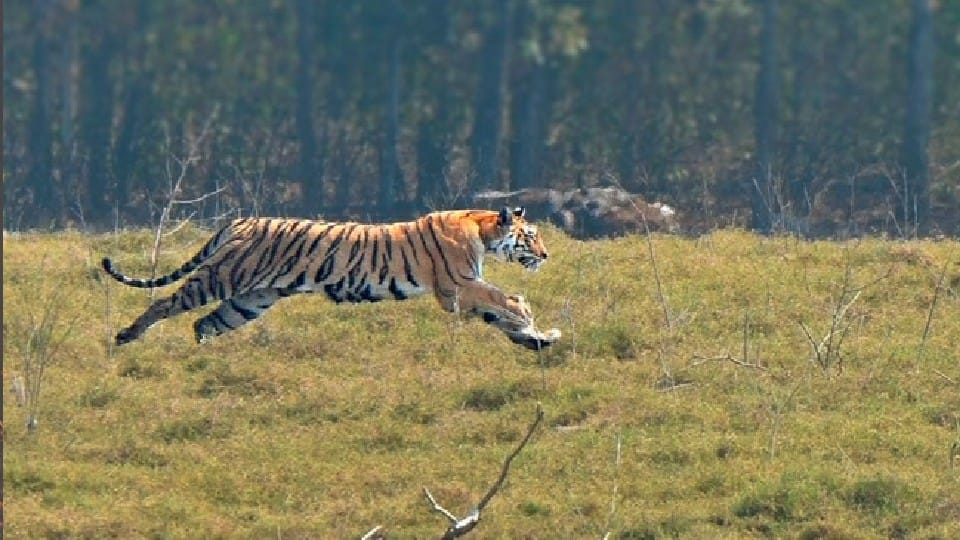 International Tiger Day: Madhya Pradesh India's 'Wildlife Hotspot' With Most Tigers, 6 Tiger Reserves Are Here