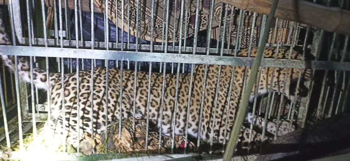 The guldar who killed the woman was imprisoned in the cage