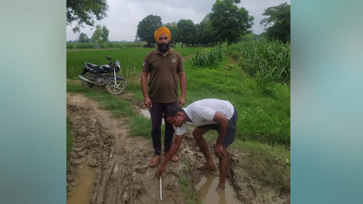 Tiger walks near Bhagatnia Farm House in Pilibhit, panic among farmers