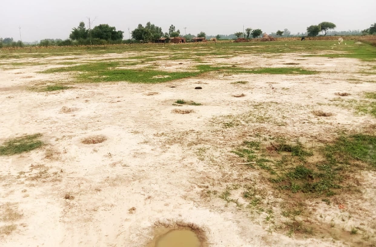 14 lakh saplings were destroyed before becoming a tree