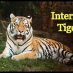 International Tiger Day