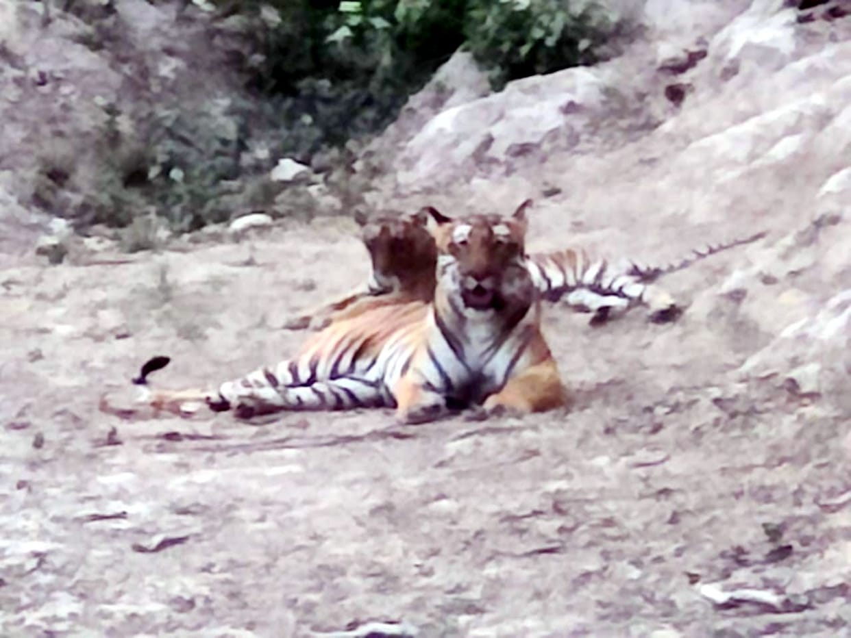 Amangarh becomes a refuge for tigers, numbers expected to increase